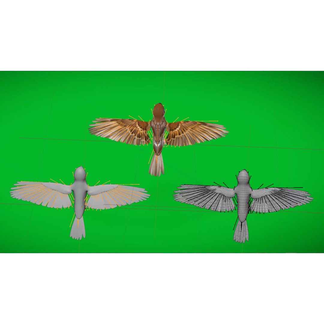 Asian House Sparrow 3D Model – Low Poly Animated Game Asset, FBX - View 6