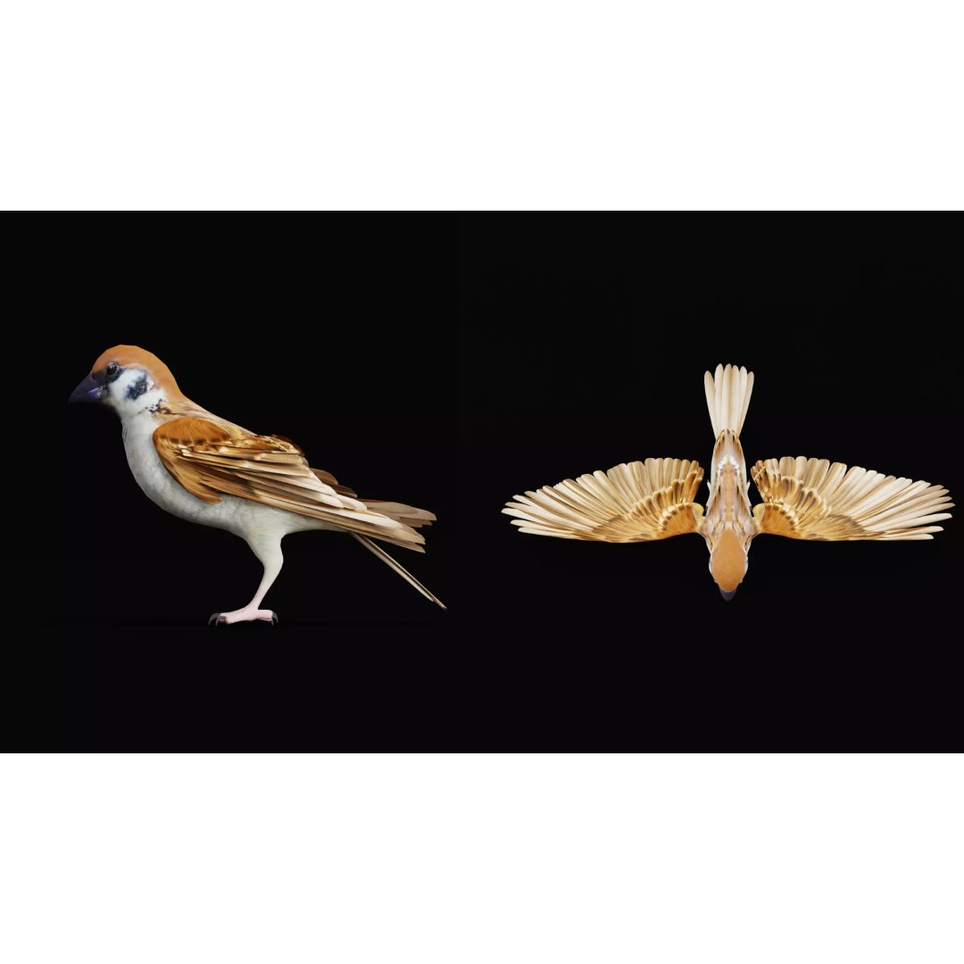 Asian House Sparrow 3D Model – Low Poly Animated Game Asset, FBX - View 7