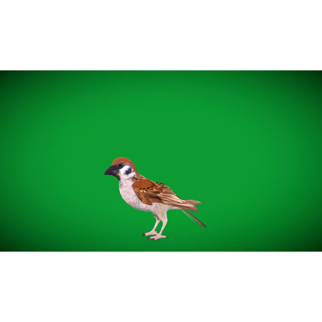 Asian House Sparrow 3D Model – Low Poly Animated Game Asset, FBX - View 8