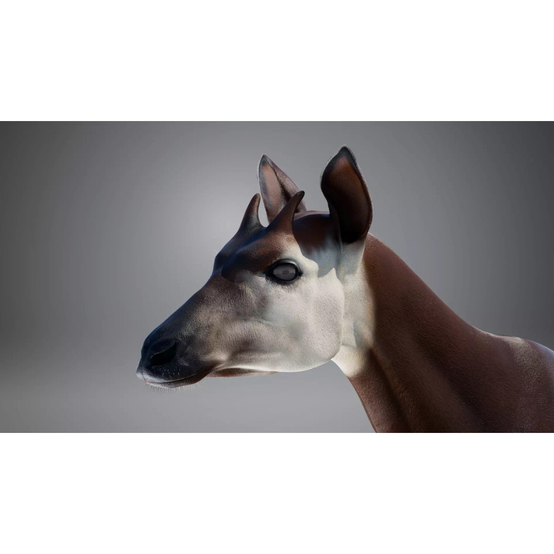 Okapi 3D Model – Rigged Low-Poly Game Asset, FBX - View 10