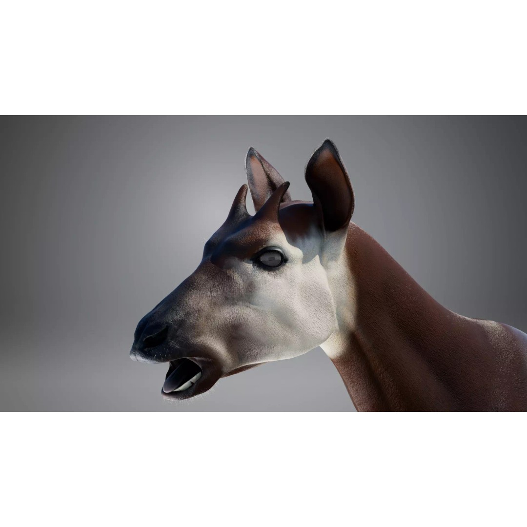 Okapi 3D Model – Rigged Low-Poly Game Asset, FBX - View 11