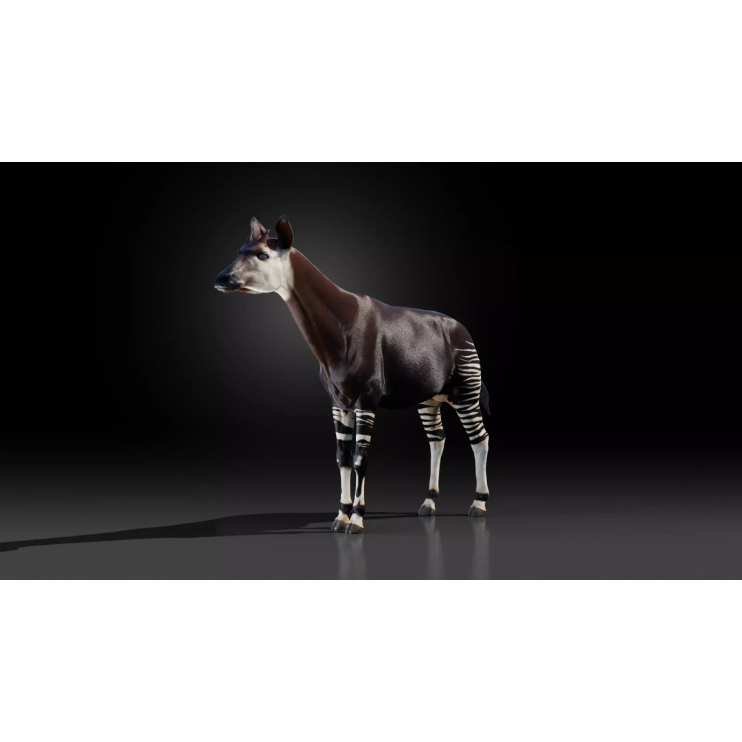 Okapi 3D Model – Rigged Low-Poly Game Asset, FBX - View 15