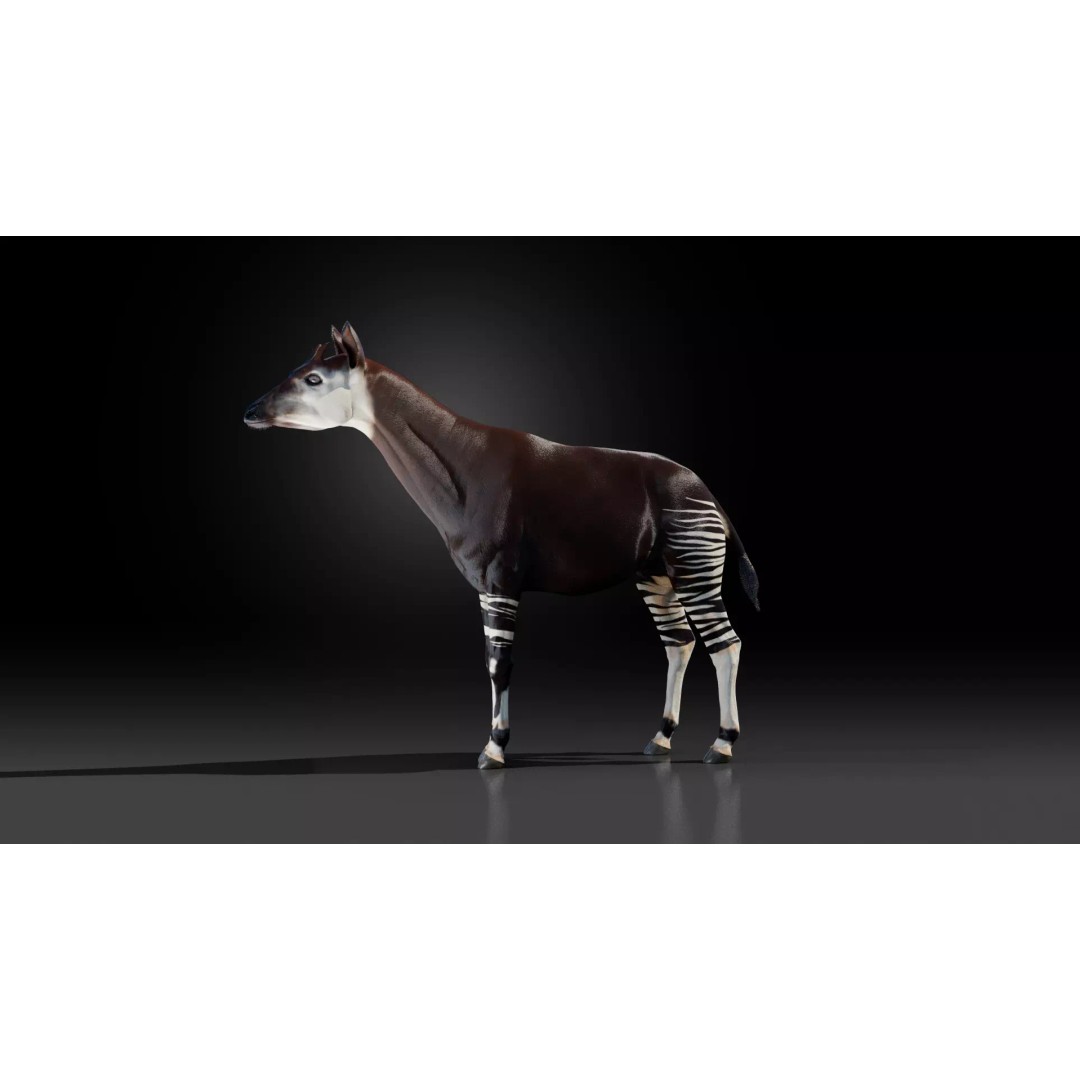 Okapi 3D Model – Rigged Low-Poly Game Asset, FBX - View 16