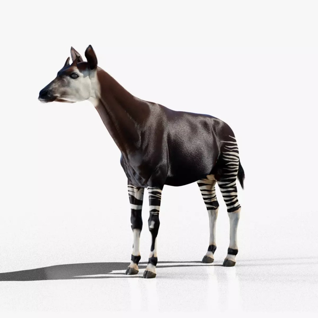 Okapi 3D Model – Rigged Low-Poly Game Asset, FBX - View 2