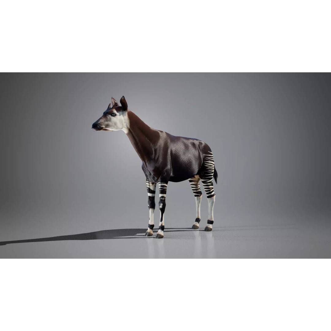 Okapi 3D Model – Rigged Low-Poly Game Asset, FBX - View 3
