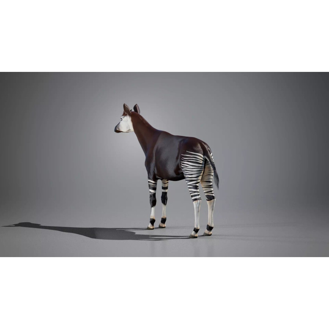 Okapi 3D Model – Rigged Low-Poly Game Asset, FBX - View 5