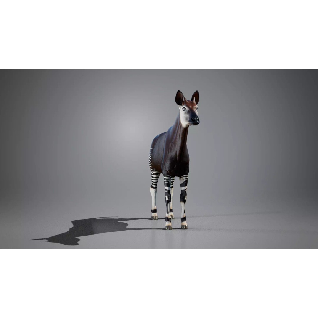 Okapi 3D Model – Rigged Low-Poly Game Asset, FBX - View 6