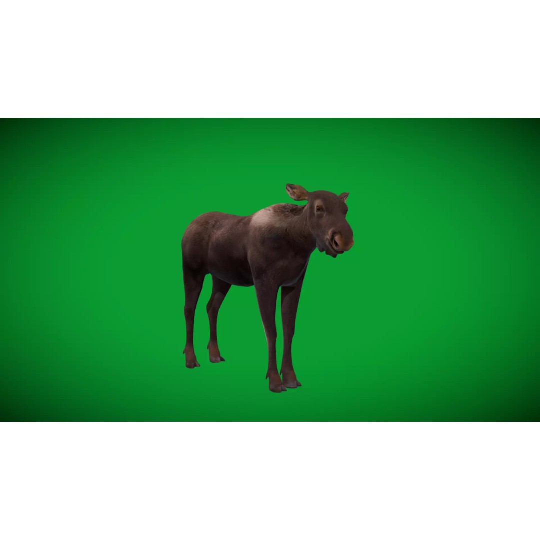 Eurasian Female Moose 3D Model – Low Poly Game Ready Asset, FBX