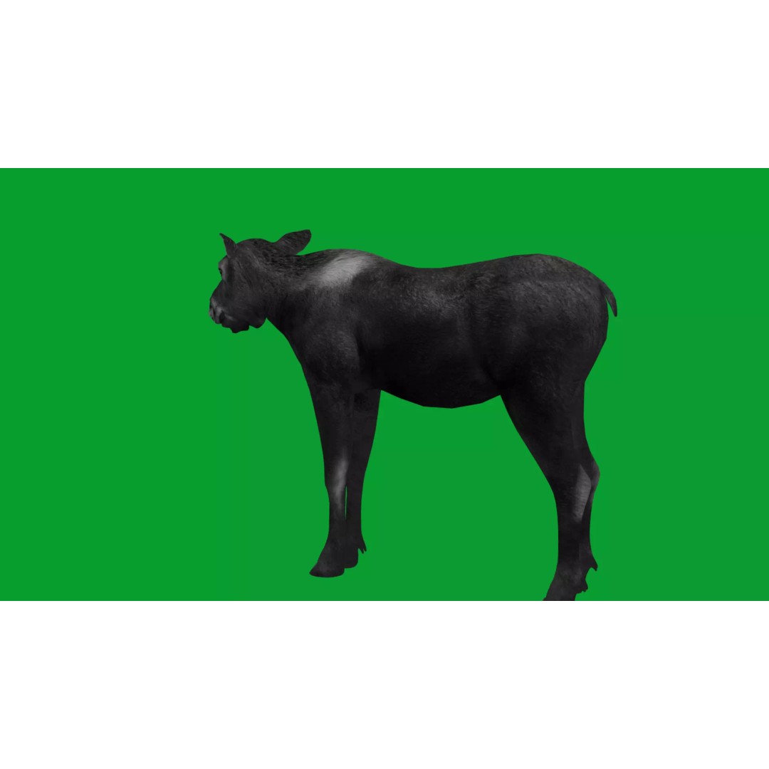 Eurasian Female Moose 3D Model – Low Poly Game Ready Asset, FBX - View 11