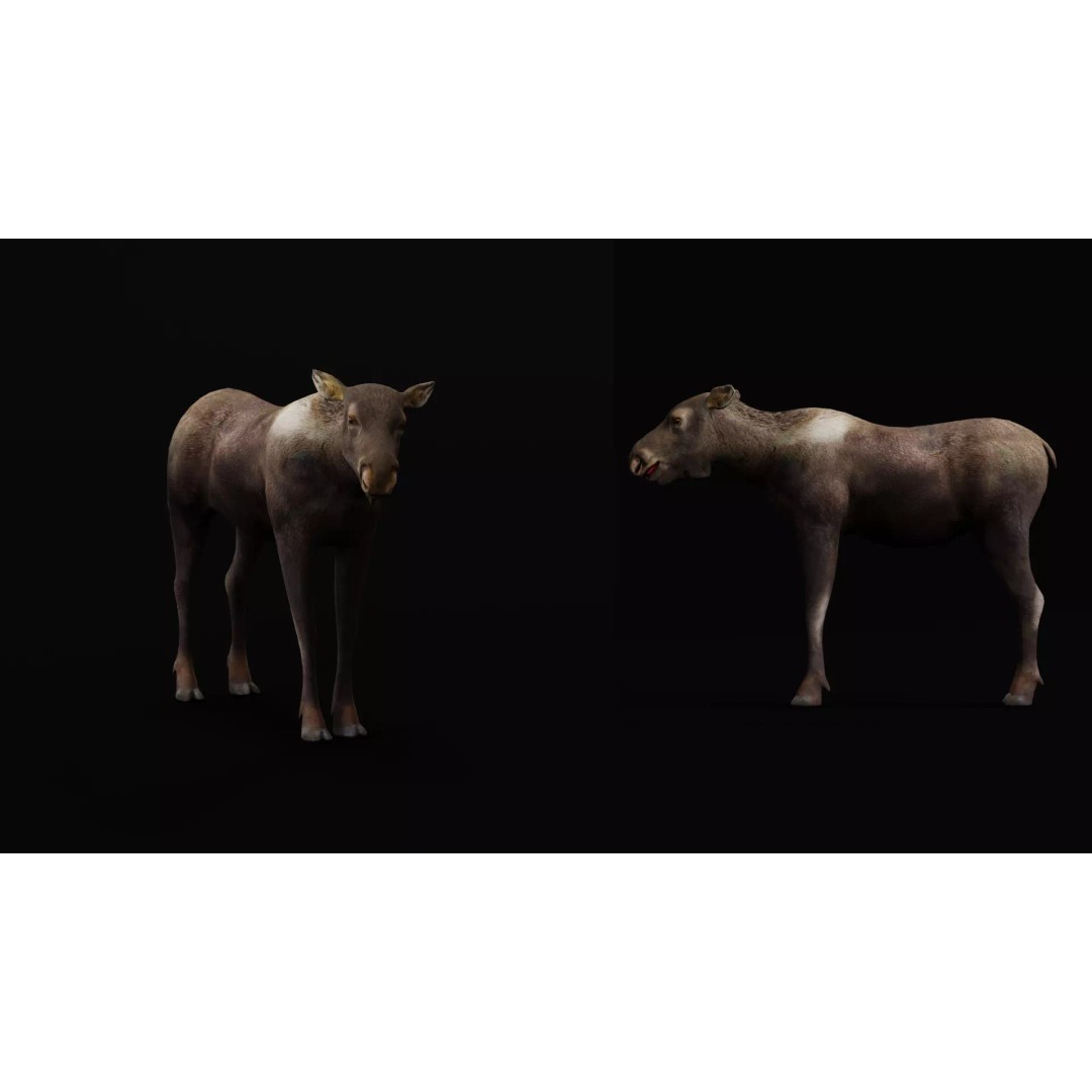 Eurasian Female Moose 3D Model – Low Poly Game Ready Asset, FBX - View 12