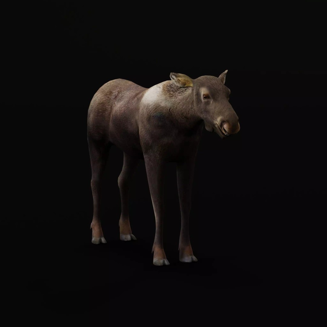 Eurasian Female Moose 3D Model – Low Poly Game Ready Asset, FBX - View 14