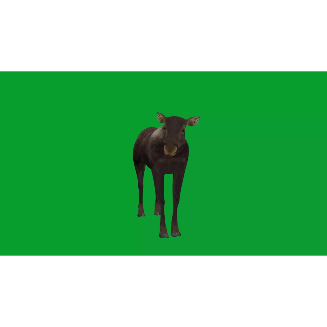 Eurasian Female Moose 3D Model – Low Poly Game Ready Asset, FBX - View 19