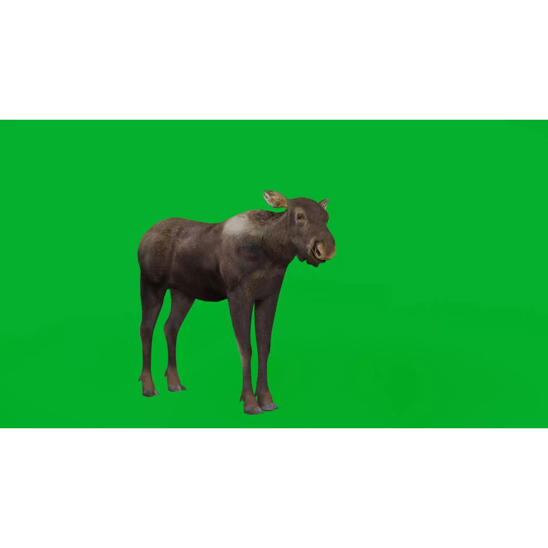 Eurasian Female Moose 3D Model – Low Poly Game Ready Asset, FBX - View 2