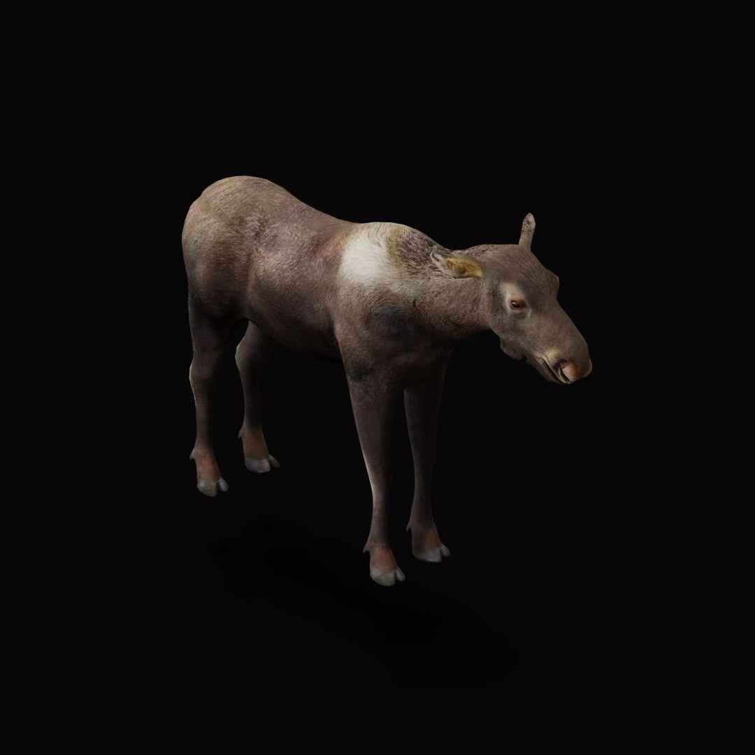 Eurasian Female Moose 3D Model – Low Poly Game Ready Asset, FBX - View 20