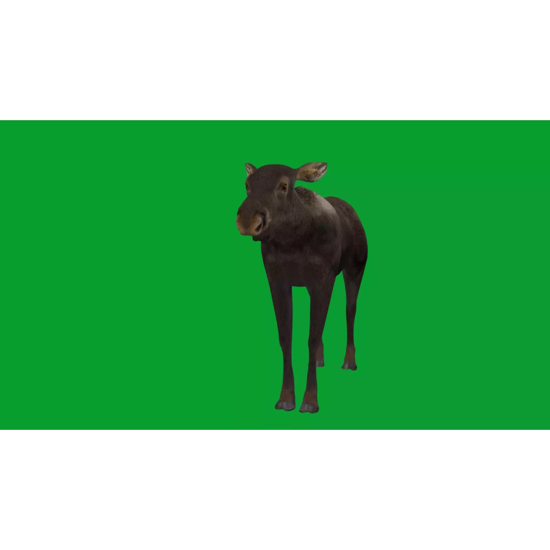 Eurasian Female Moose 3D Model – Low Poly Game Ready Asset, FBX - View 22