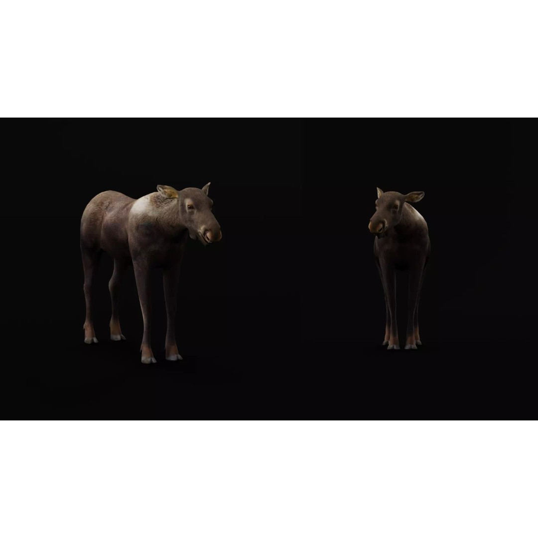 Eurasian Female Moose 3D Model – Low Poly Game Ready Asset, FBX - View 30