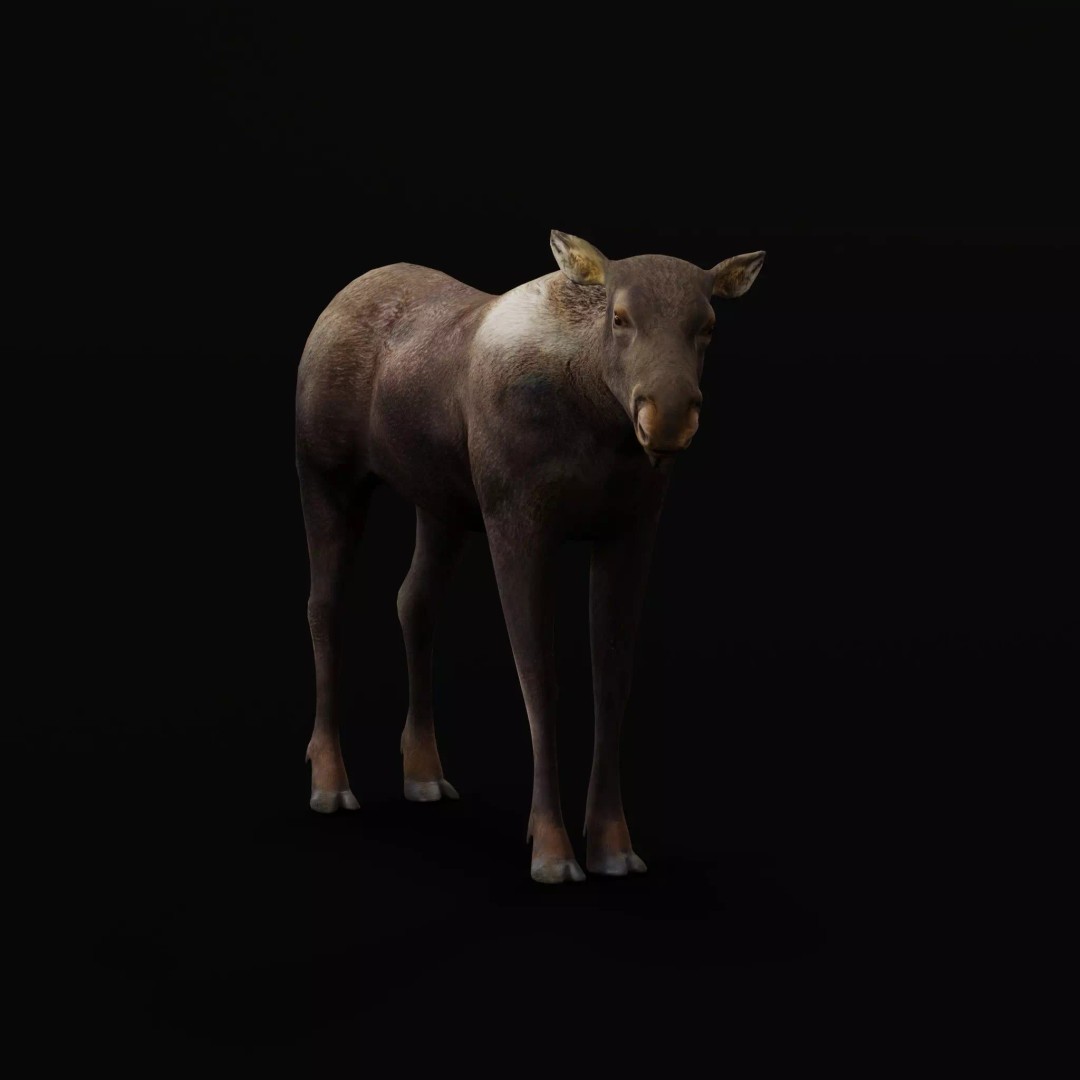 Eurasian Female Moose 3D Model – Low Poly Game Ready Asset, FBX - View 32
