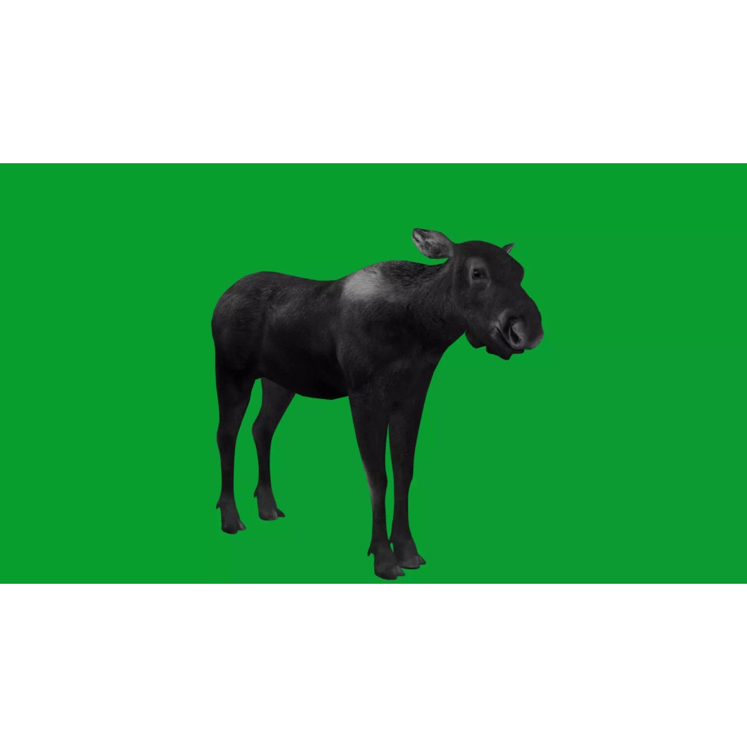 Eurasian Female Moose 3D Model – Low Poly Game Ready Asset, FBX - View 34