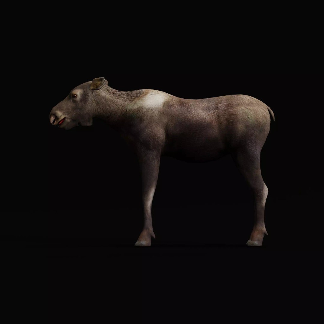Eurasian Female Moose 3D Model – Low Poly Game Ready Asset, FBX - View 36