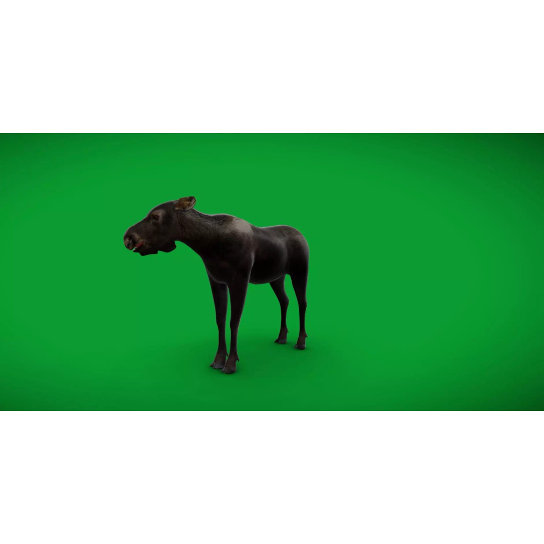 Eurasian Female Moose 3D Model – Low Poly Game Ready Asset, FBX - View 37