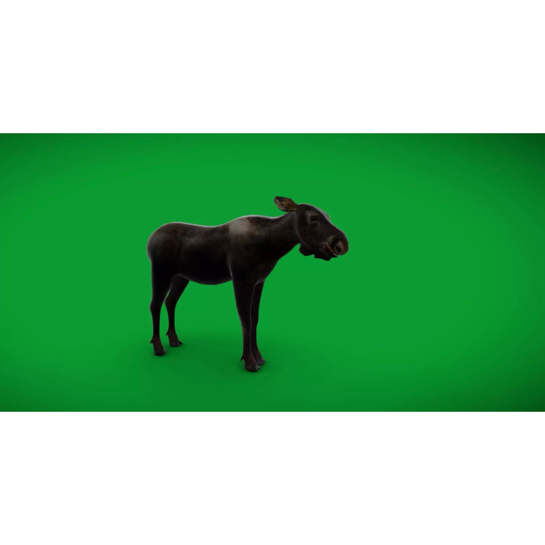 Eurasian Female Moose 3D Model – Low Poly Game Ready Asset, FBX - View 38