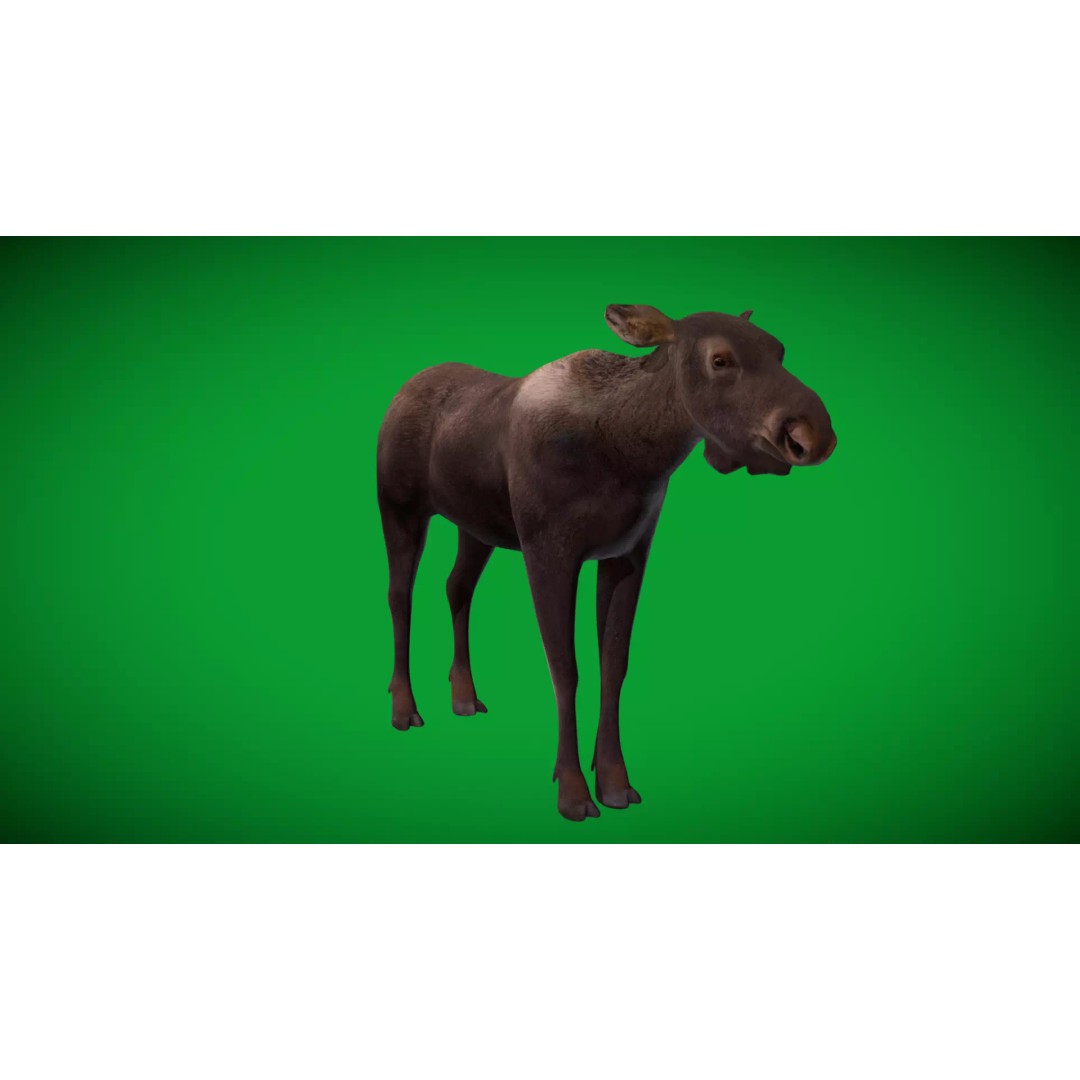 Eurasian Female Moose 3D Model – Low Poly Game Ready Asset, FBX - View 39