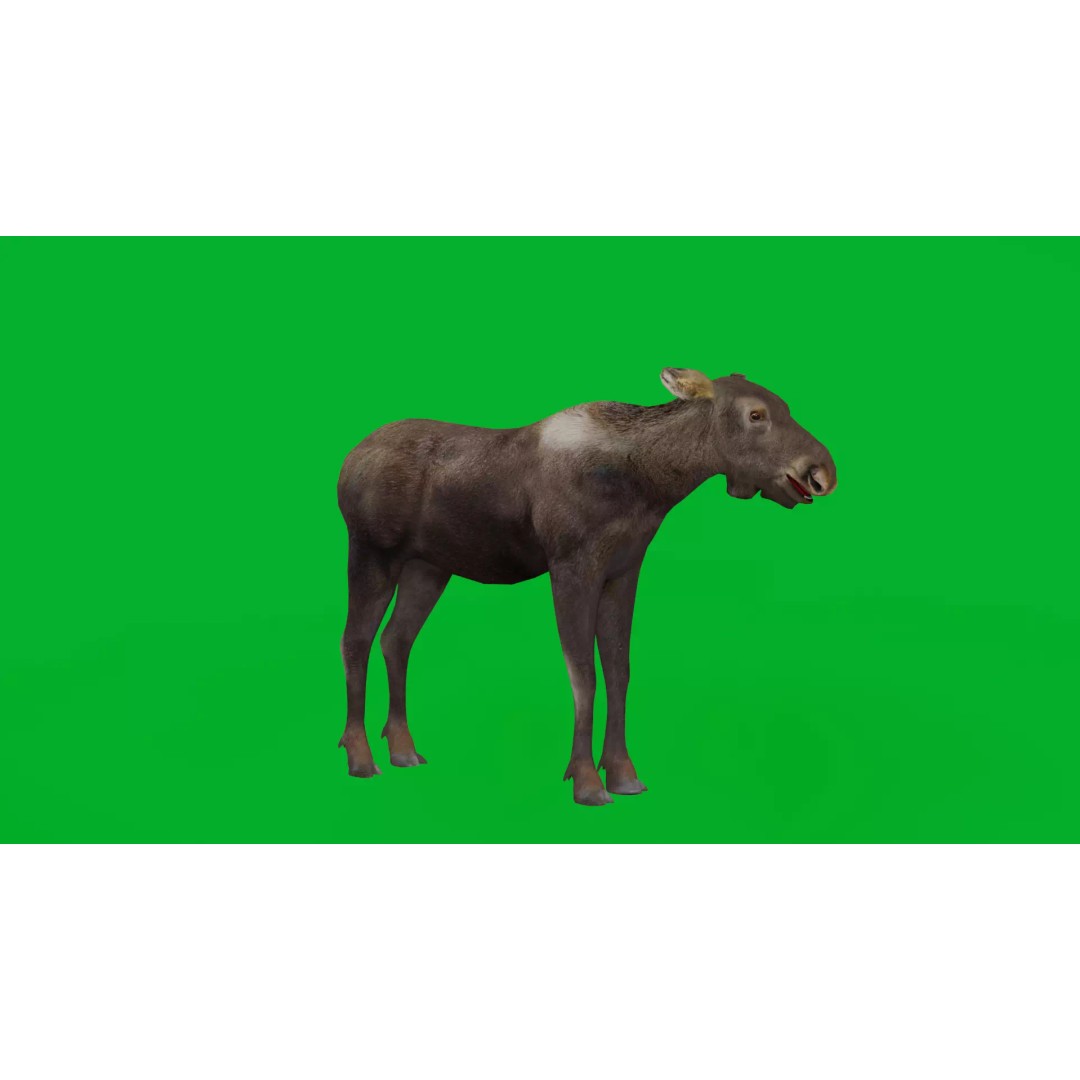 Eurasian Female Moose 3D Model – Low Poly Game Ready Asset, FBX - View 4