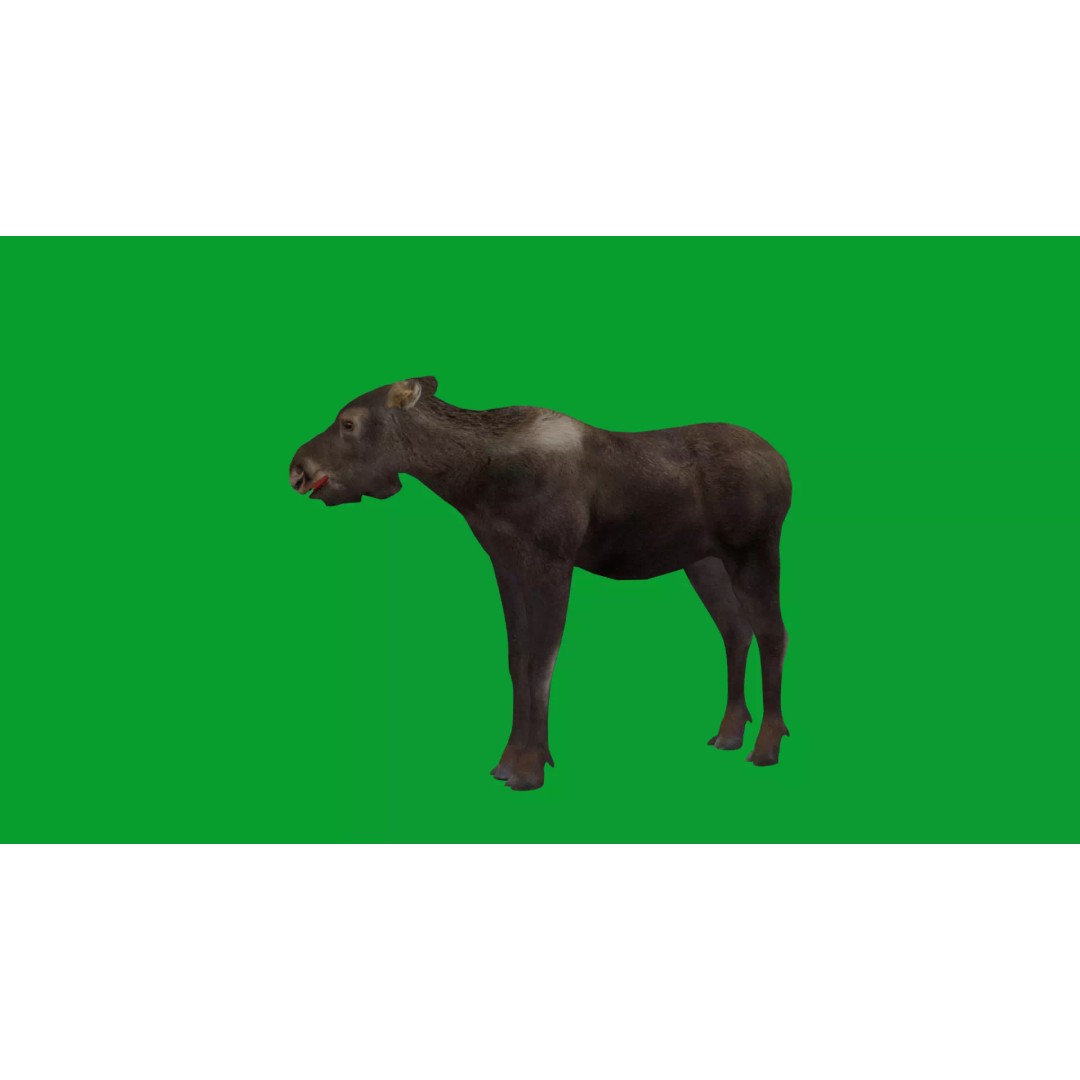 Eurasian Female Moose 3D Model – Low Poly Game Ready Asset, FBX - View 40