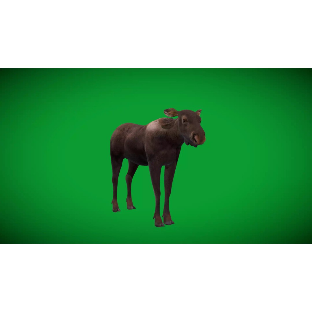 Eurasian Female Moose 3D Model – Low Poly Game Ready Asset, FBX - View 41
