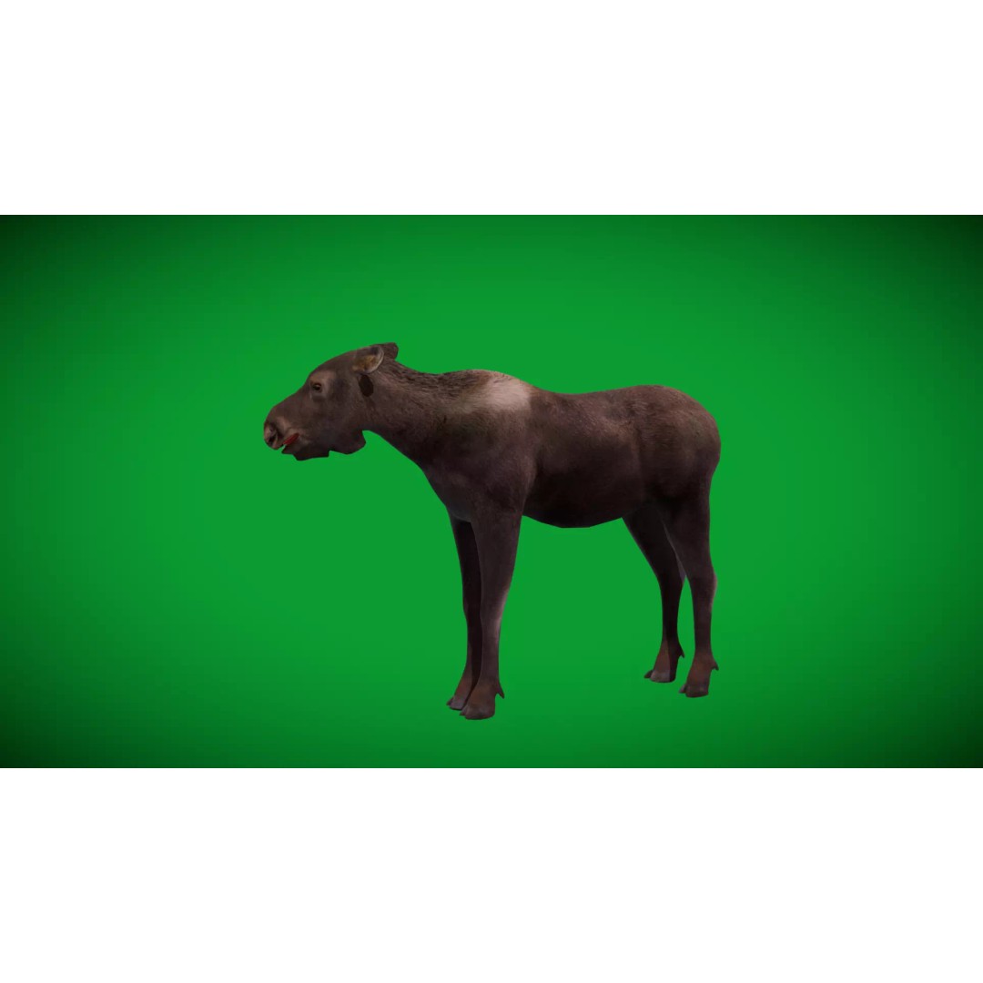 Eurasian Female Moose 3D Model – Low Poly Game Ready Asset, FBX - View 42