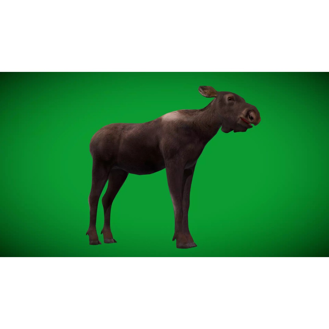 Eurasian Female Moose 3D Model – Low Poly Game Ready Asset, FBX - View 43