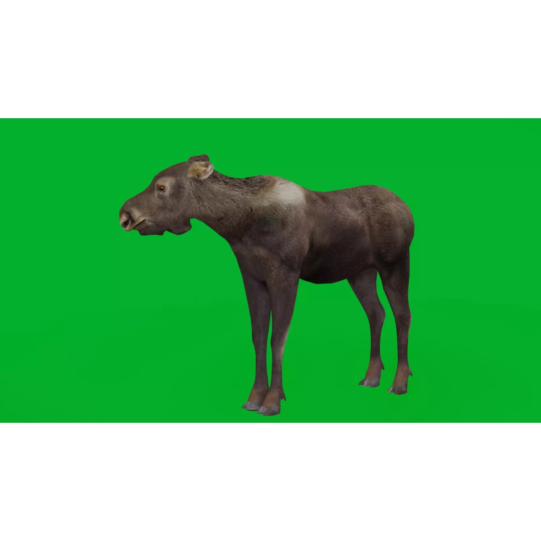 Eurasian Female Moose 3D Model – Low Poly Game Ready Asset, FBX - View 5