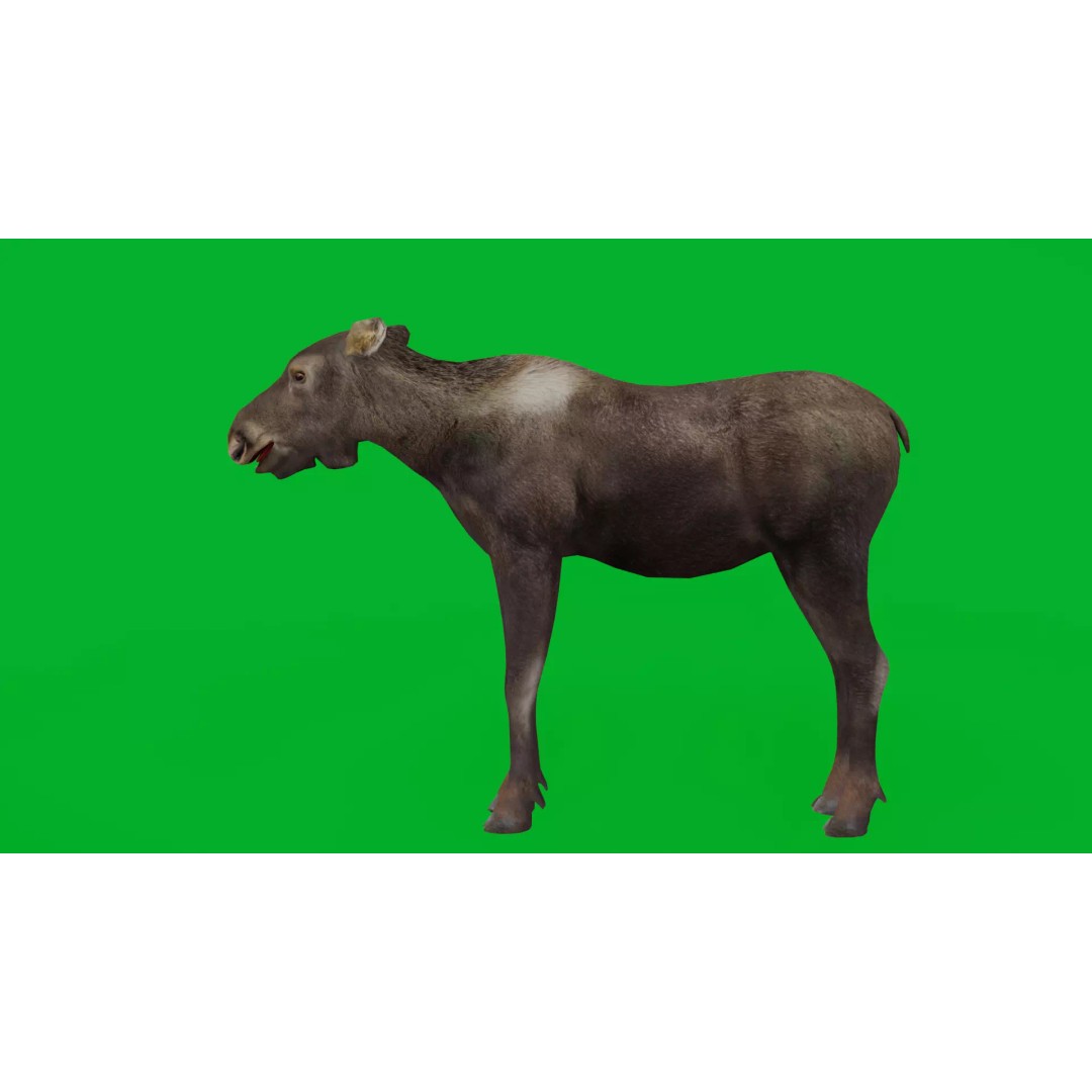 Eurasian Female Moose 3D Model – Low Poly Game Ready Asset, FBX - View 6