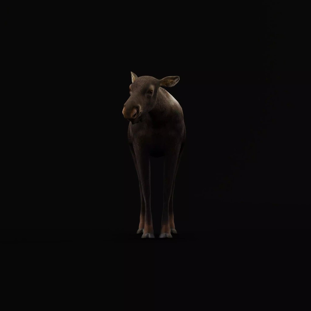 Eurasian Female Moose 3D Model – Low Poly Game Ready Asset, FBX - View 7
