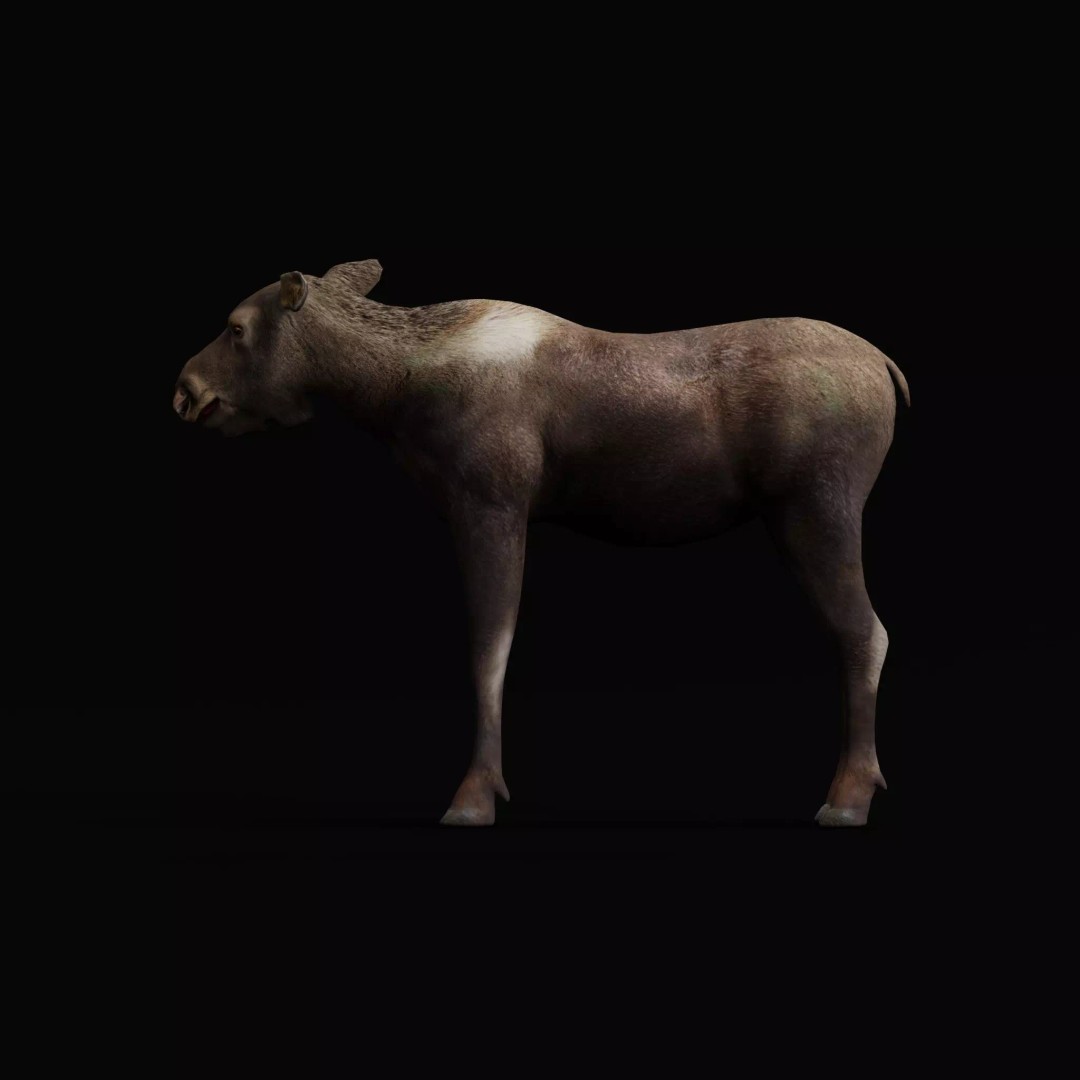 Eurasian Female Moose 3D Model – Low Poly Game Ready Asset, FBX - View 9