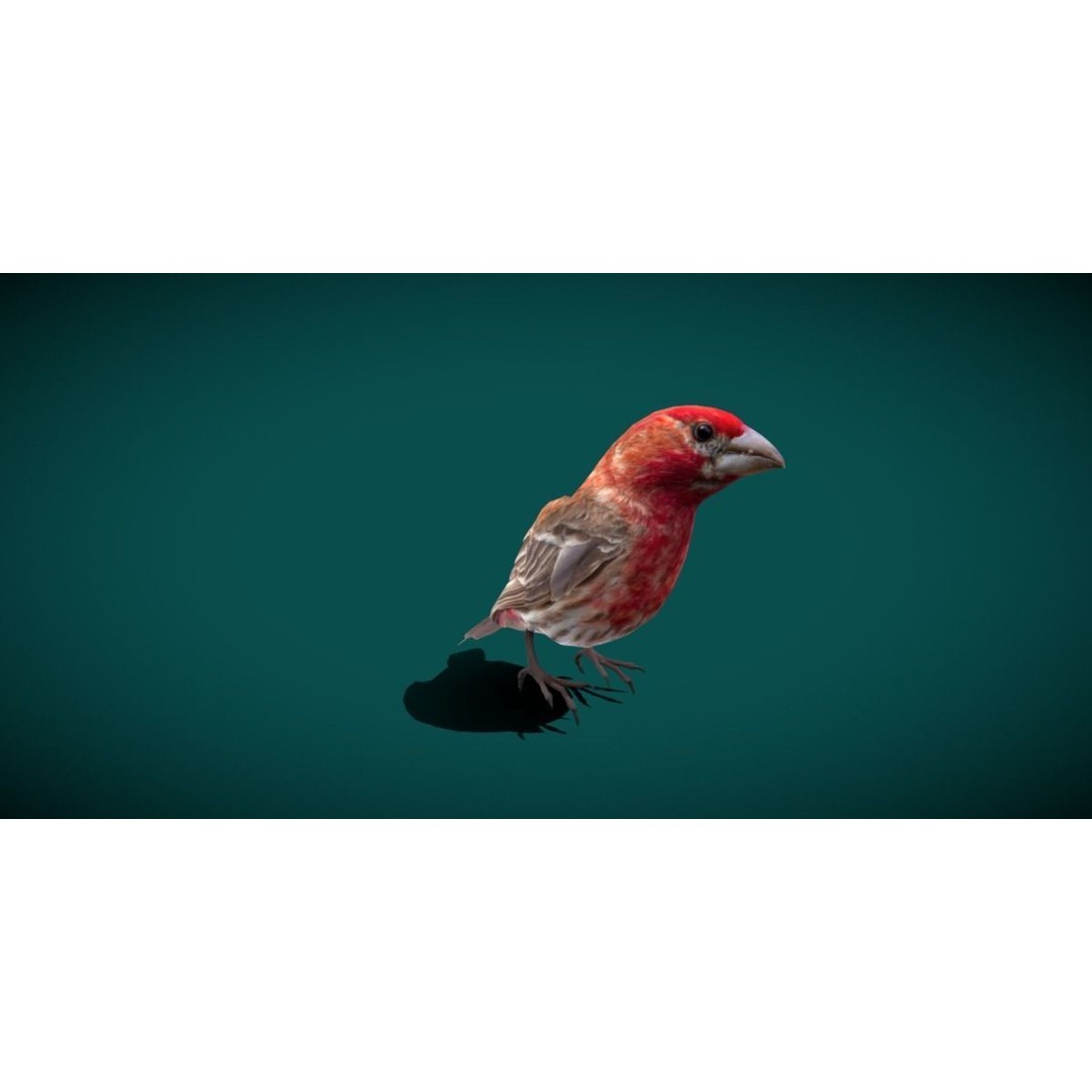Finches Birds 3D Model – Low Poly Animated PBR Asset, FBX, Unity