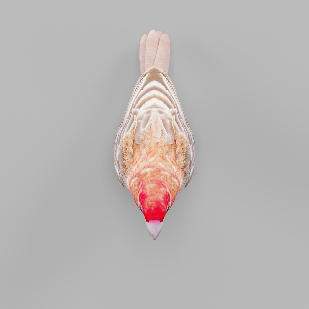 Finches Birds 3D Model – Low Poly Animated PBR Asset, FBX, Unity - View 10