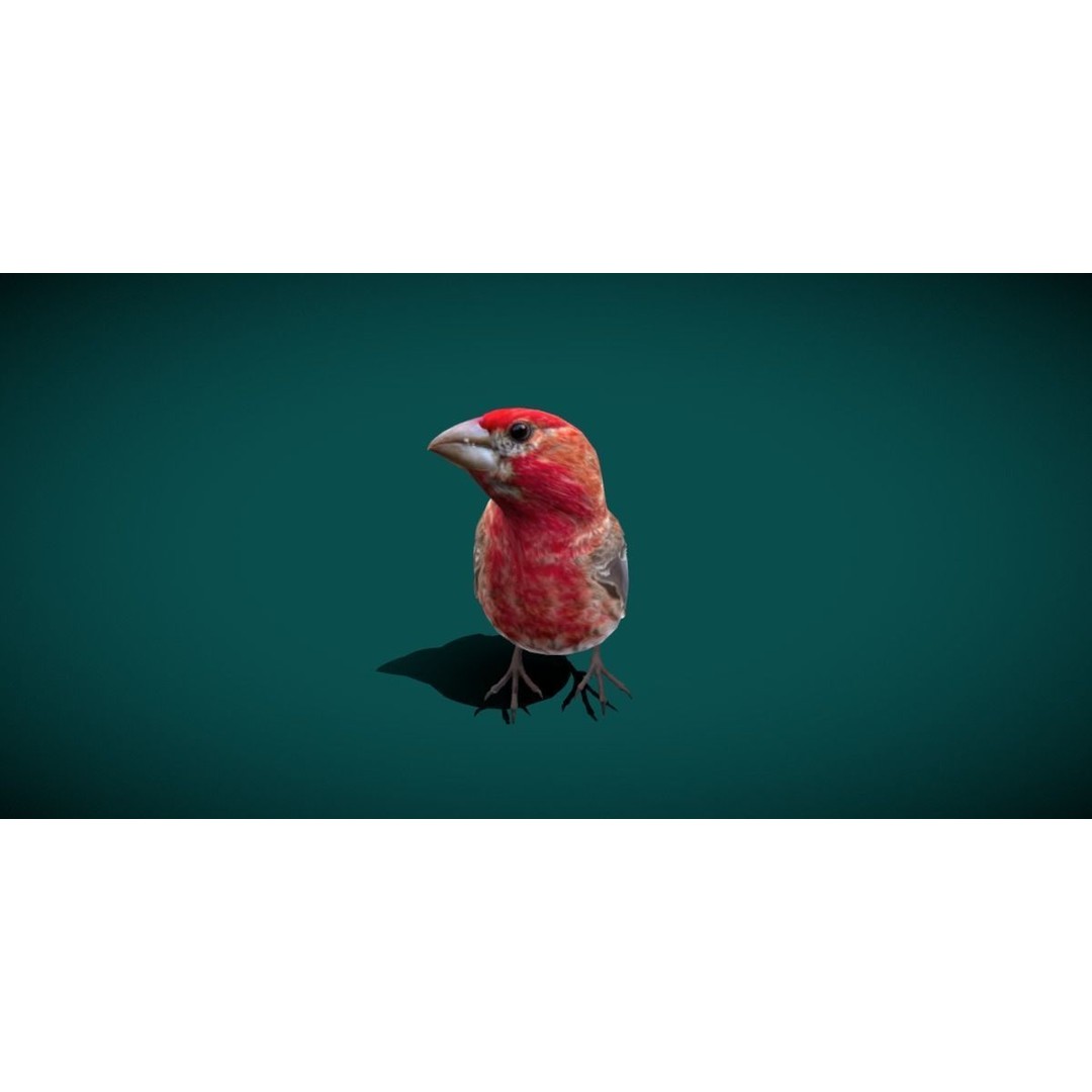 Finches Birds 3D Model – Low Poly Animated PBR Asset, FBX, Unity - View 11