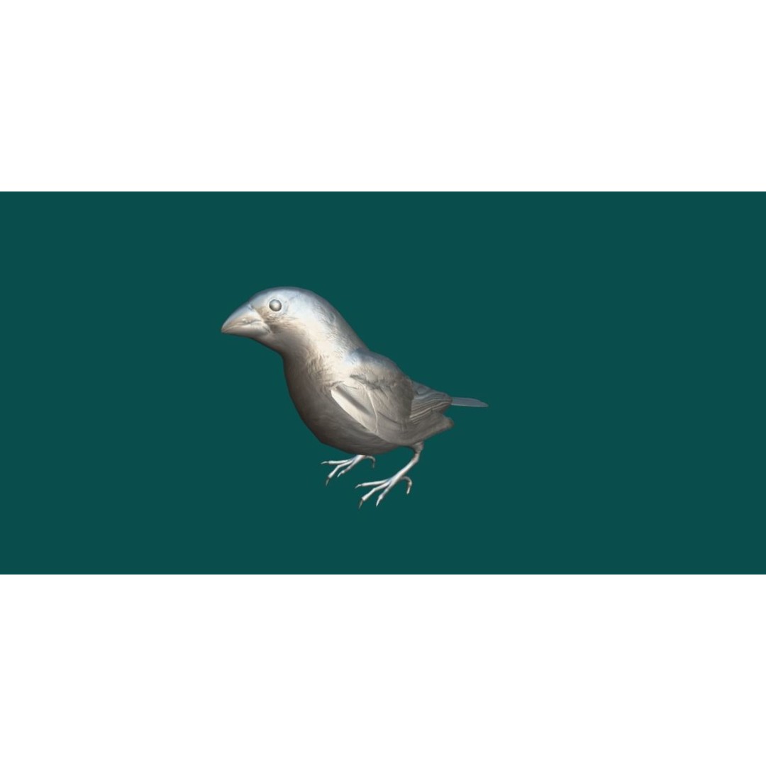 Finches Birds 3D Model – Low Poly Animated PBR Asset, FBX, Unity - View 12