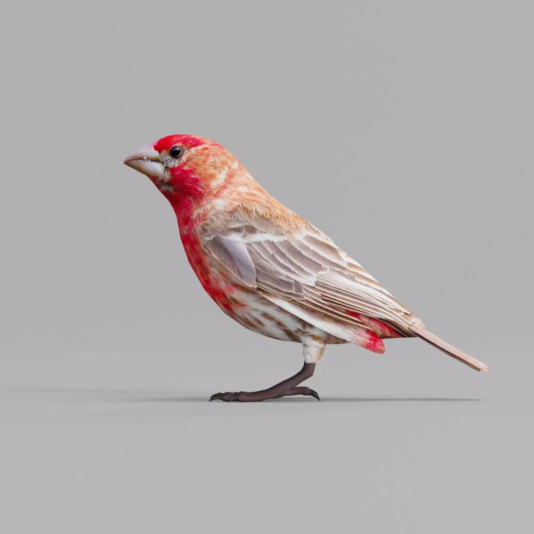 Finches Birds 3D Model – Low Poly Animated PBR Asset, FBX, Unity - View 2