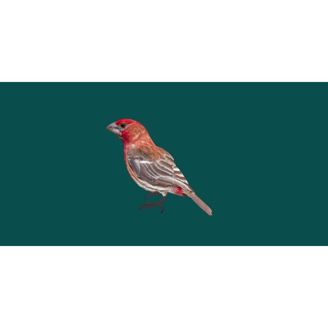 Finches Birds 3D Model – Low Poly Animated PBR Asset, FBX, Unity - View 21