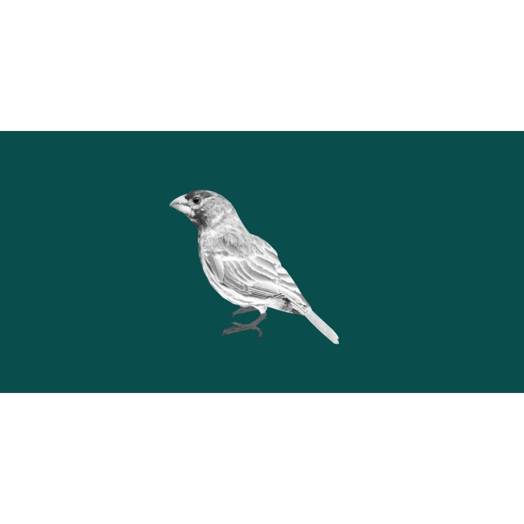 Finches Birds 3D Model – Low Poly Animated PBR Asset, FBX, Unity - View 23