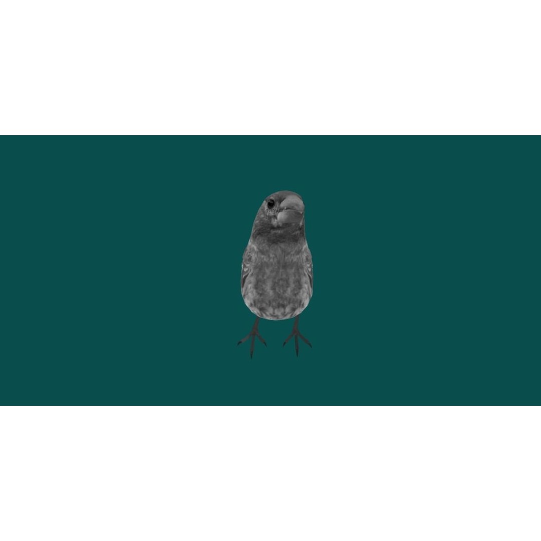 Finches Birds 3D Model – Low Poly Animated PBR Asset, FBX, Unity - View 24