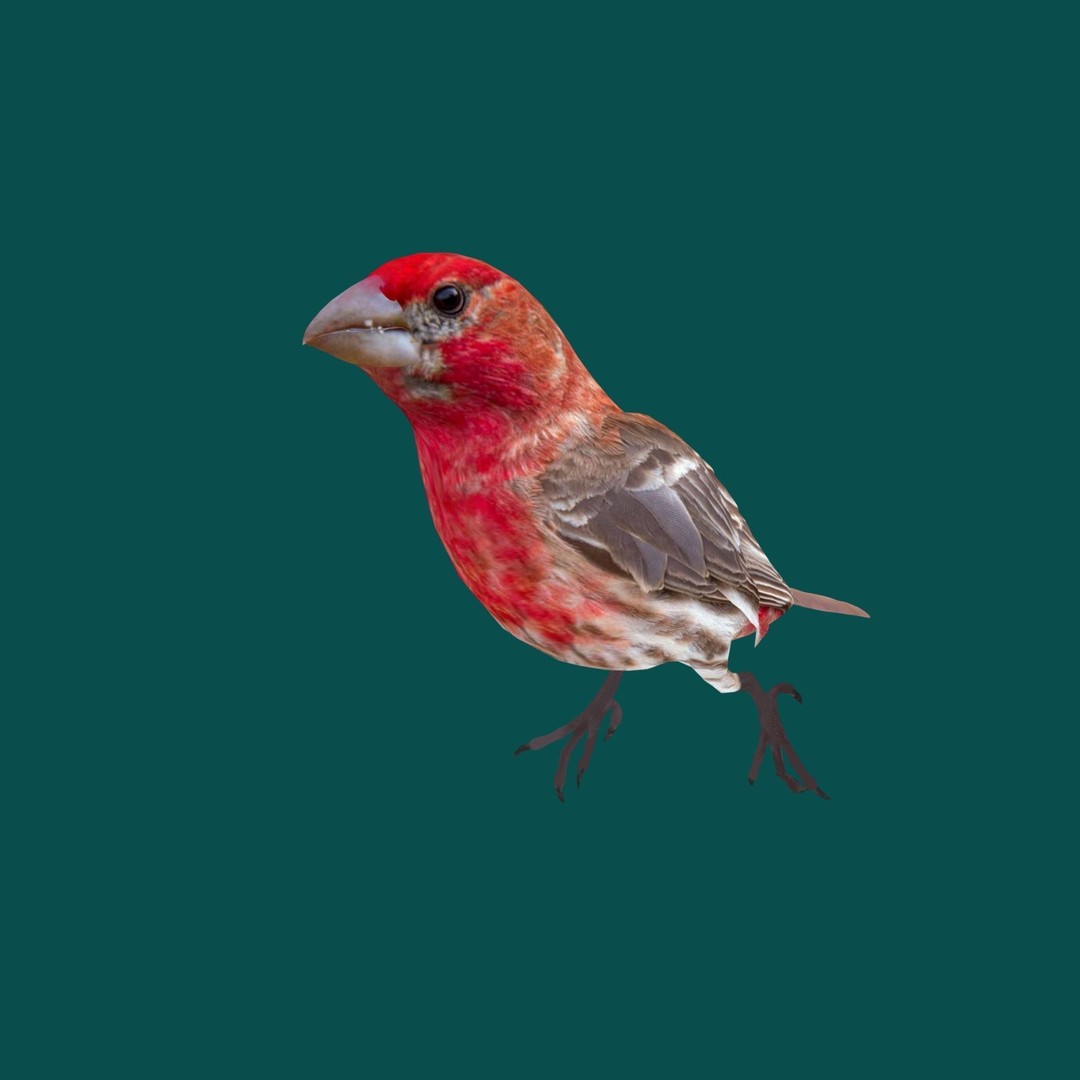 Finches Birds 3D Model – Low Poly Animated PBR Asset, FBX, Unity - View 3