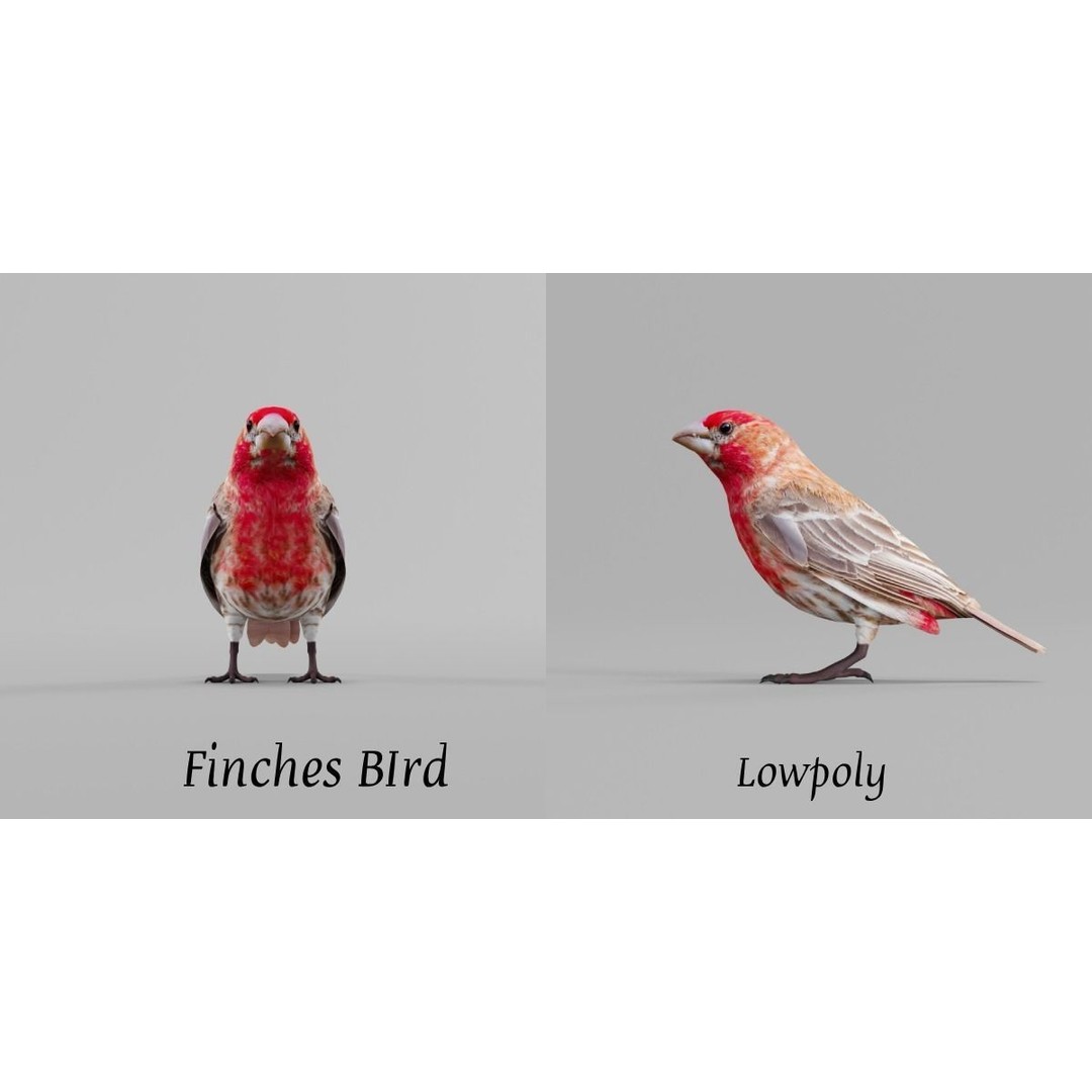 Finches Birds 3D Model – Low Poly Animated PBR Asset, FBX, Unity - View 4