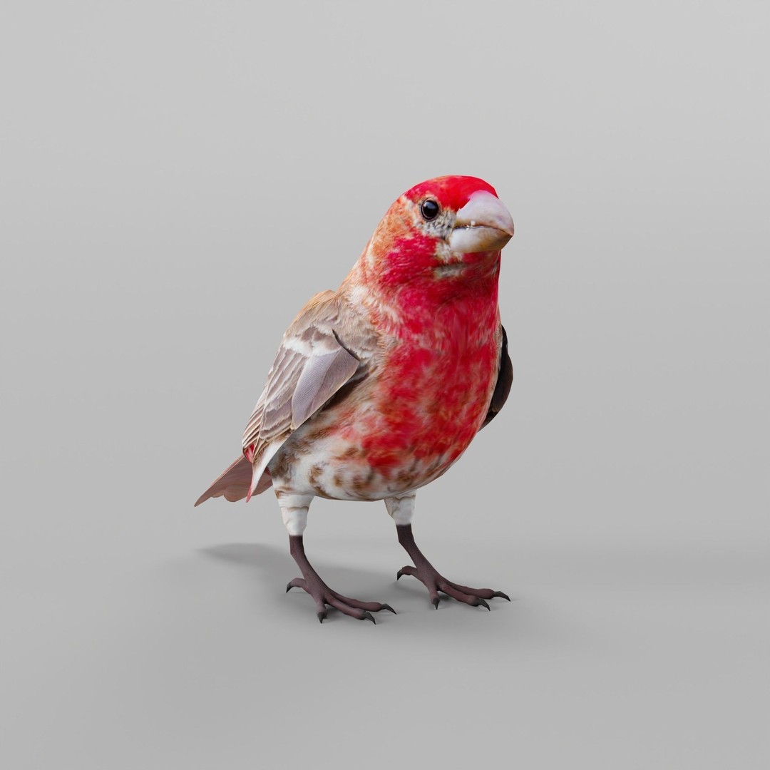 Finches Birds 3D Model – Low Poly Animated PBR Asset, FBX, Unity - View 5