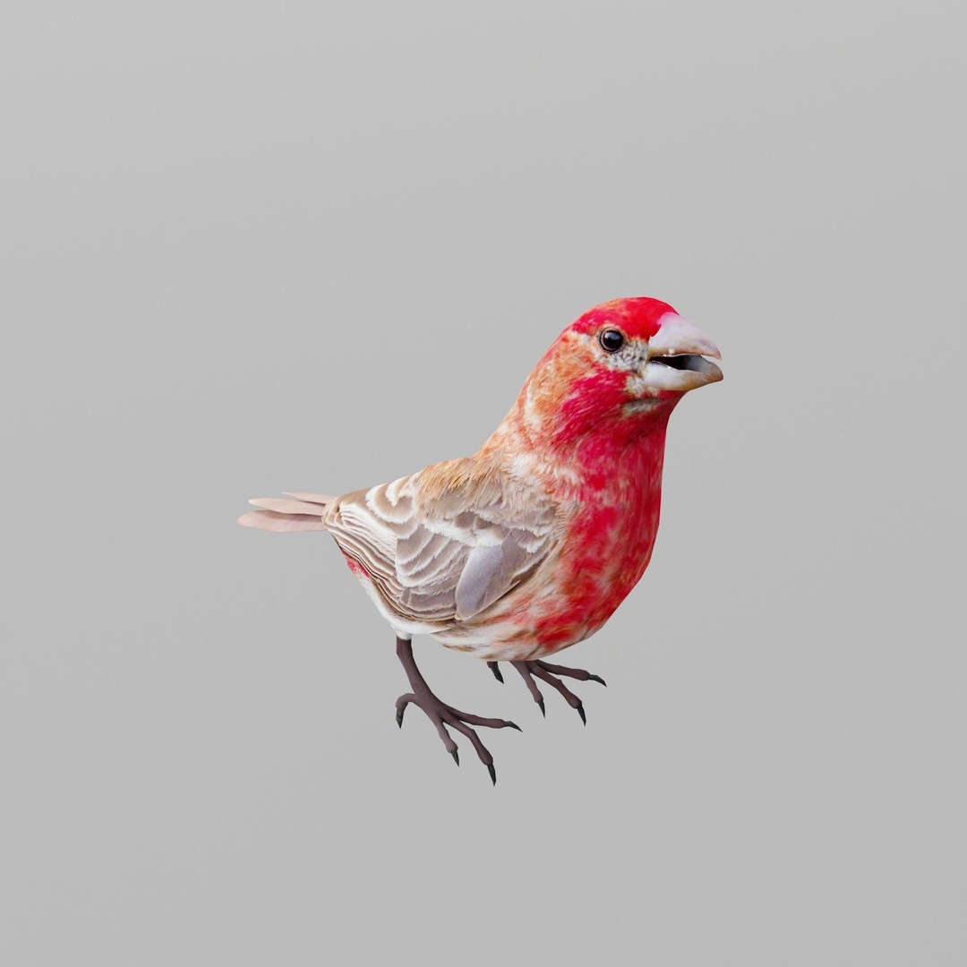 Finches Birds 3D Model – Low Poly Animated PBR Asset, FBX, Unity - View 6