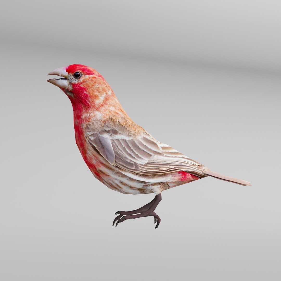 Finches Birds 3D Model – Low Poly Animated PBR Asset, FBX, Unity - View 7