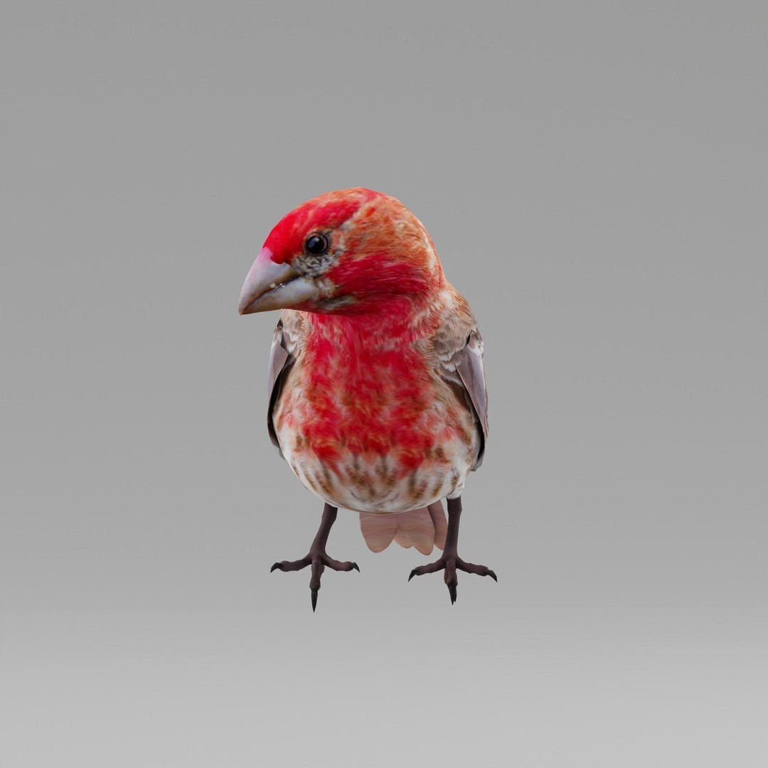 Finches Birds 3D Model – Low Poly Animated PBR Asset, FBX, Unity - View 8