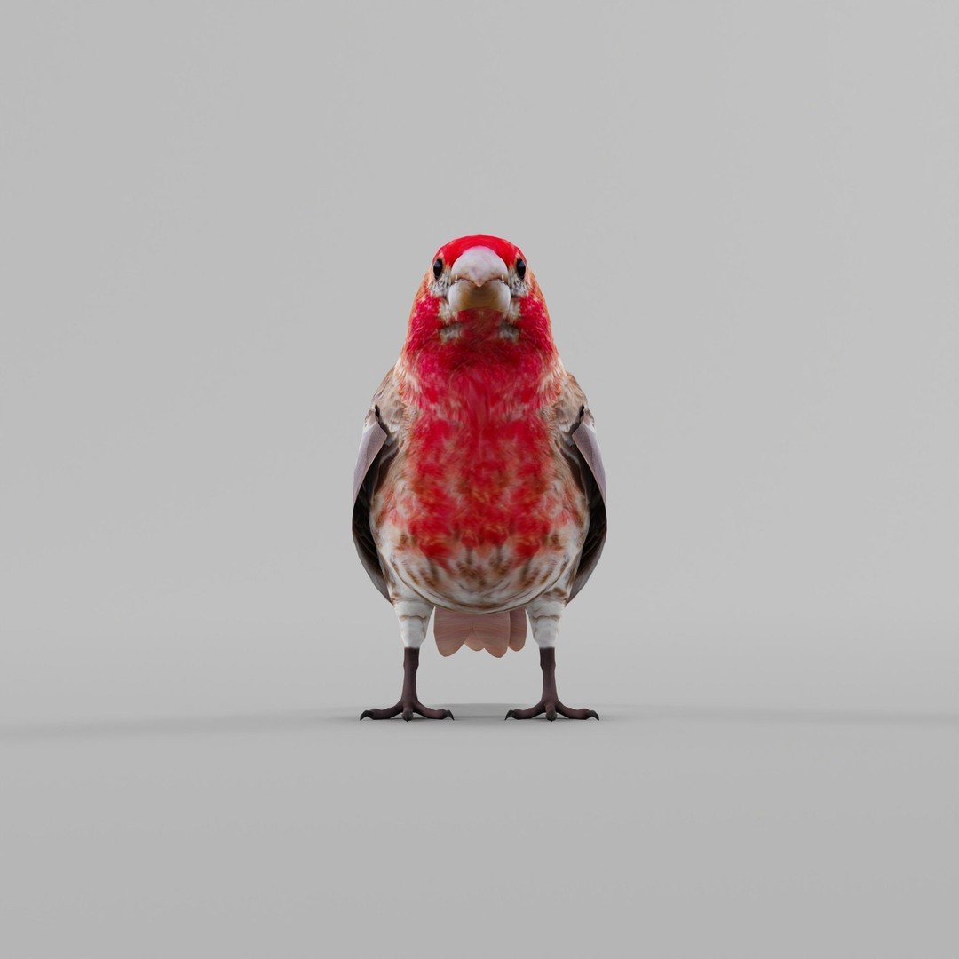 Finches Birds 3D Model – Low Poly Animated PBR Asset, FBX, Unity - View 9